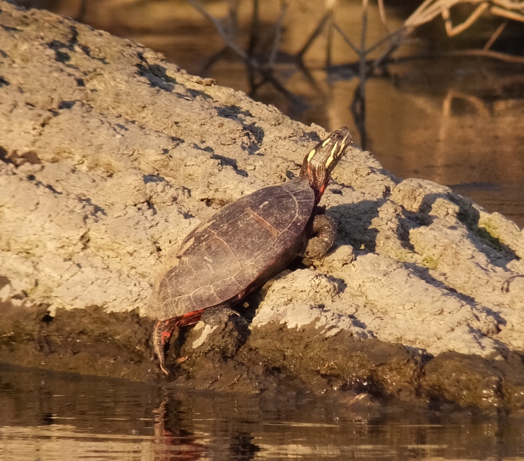 Another turtle on log