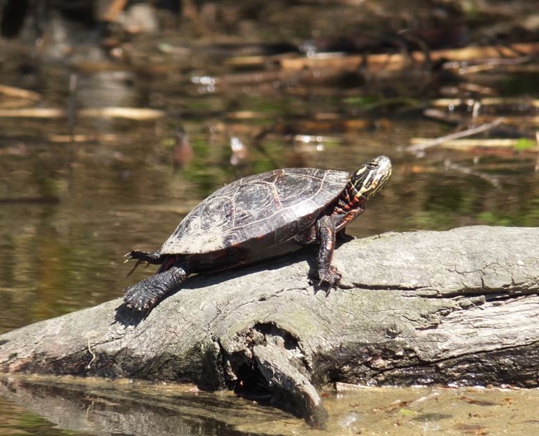 Turtle perched on log