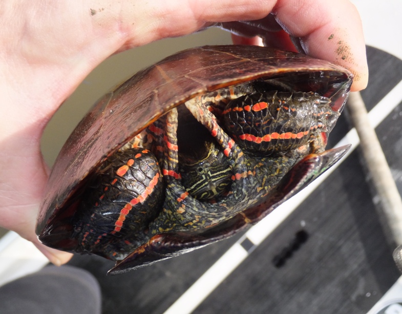 Head-on view of turtle retracted in shell