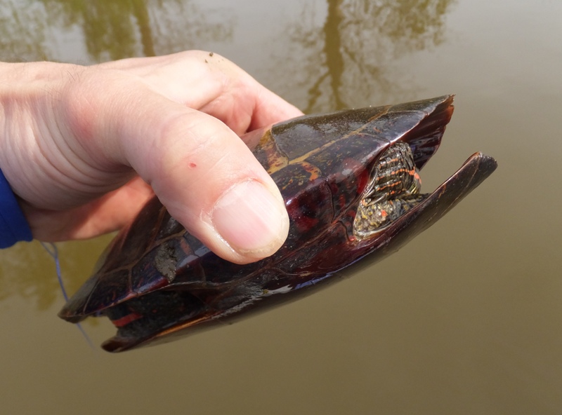 Side view of turtle retracted in shell