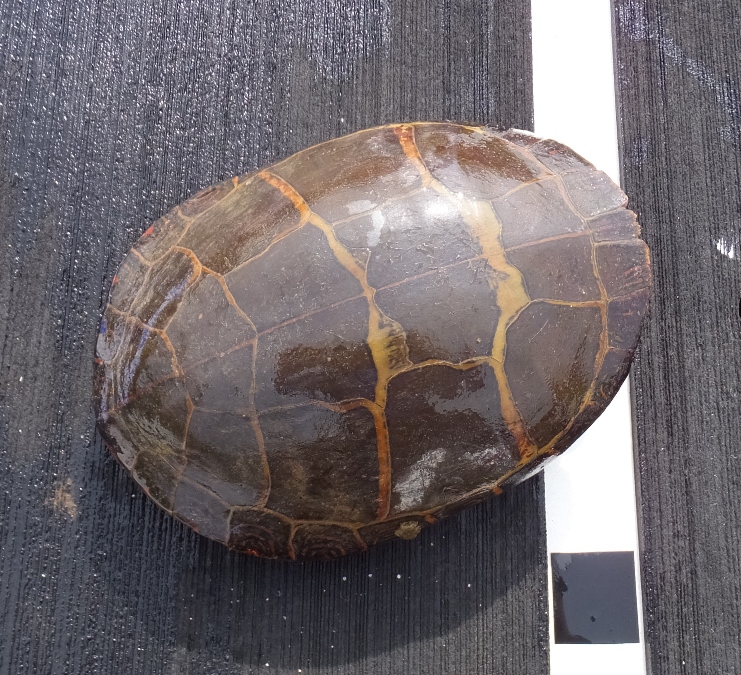 Overhead view of turtle retracted in shell