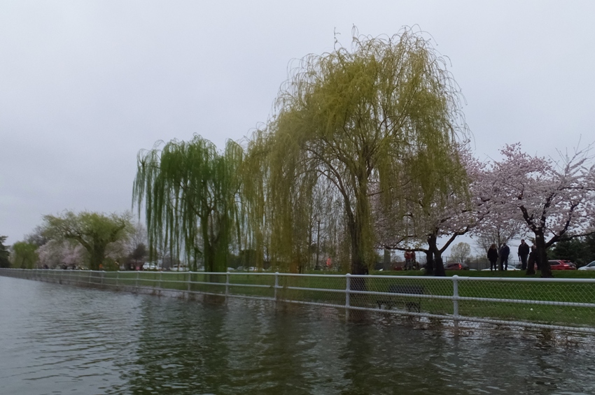 Willow trees on the east side of East Potomac Park thriving in wet soil