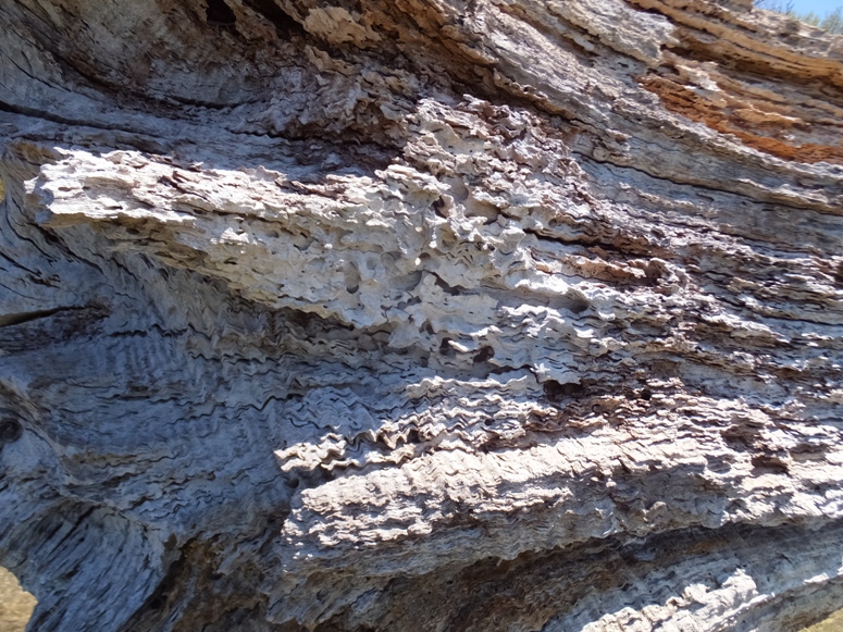 Wood with wavy patterns in grain