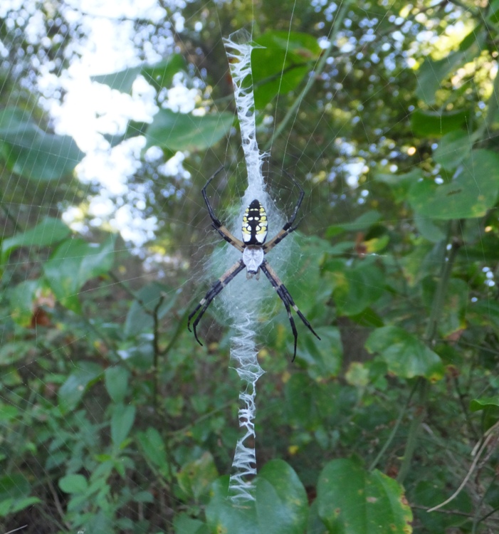 Writing spider in web