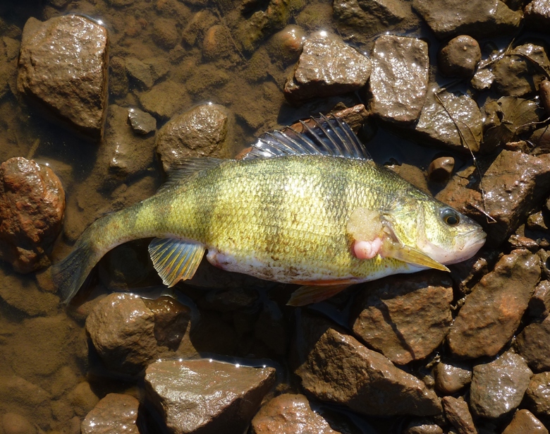 Yellow perch on shore