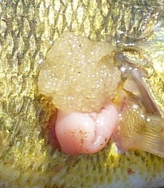 Growth on fish under something looking like eggs