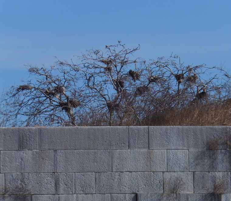Nests in tree visible above fort wall