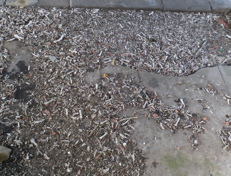 Hundreds of small animal bones