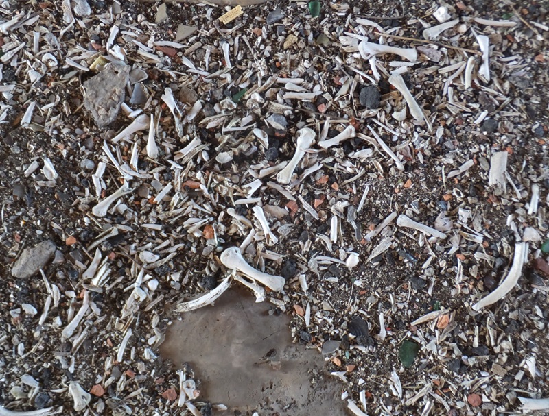 Close-up of a few bones