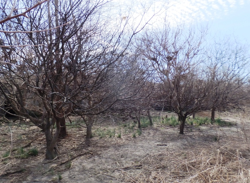 Likely orchard trees