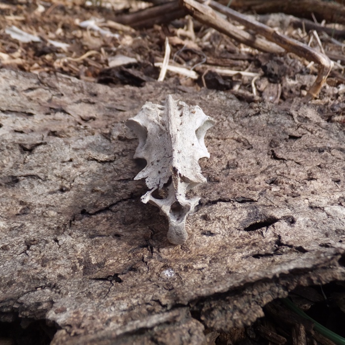 Small animal skull