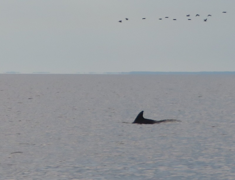 Dolphin surfacing with birds flying above