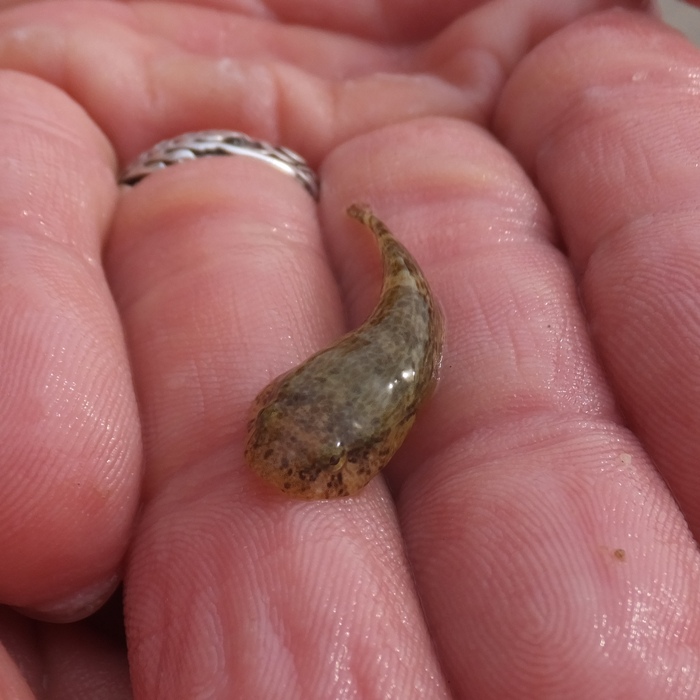 Skittlefish in my hand
