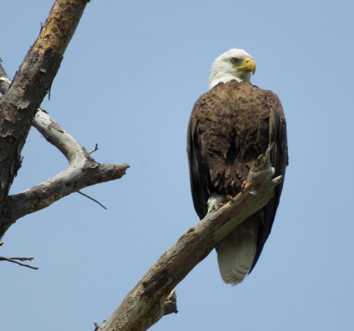 Bald eagle in tree