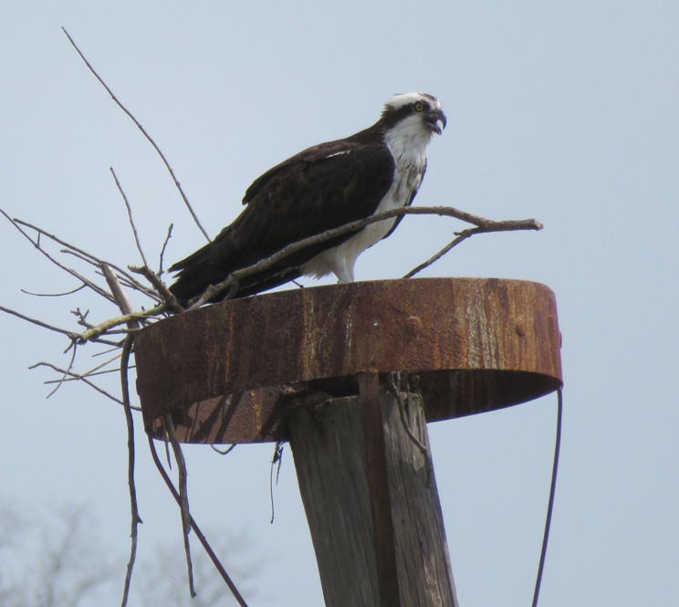 Osprey on metal, round nesting platform