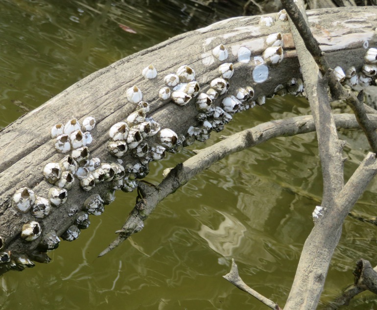 White barnacles on log