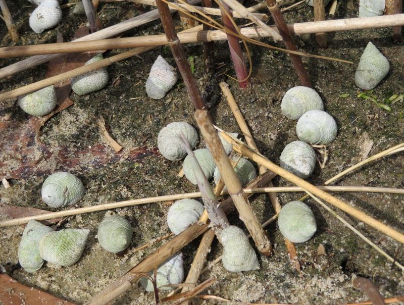 Marsh periwinkle snails on ground