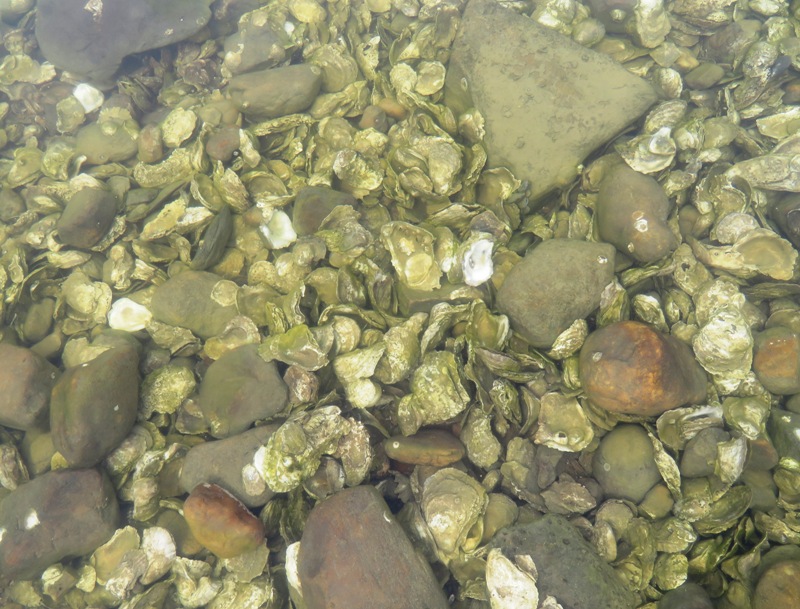 Oysters and rocks underwater