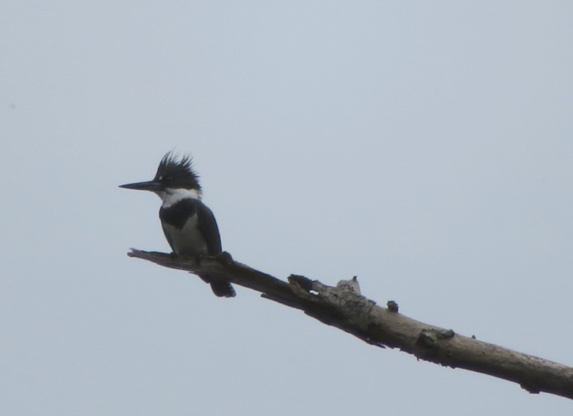 Kingfisher on branch