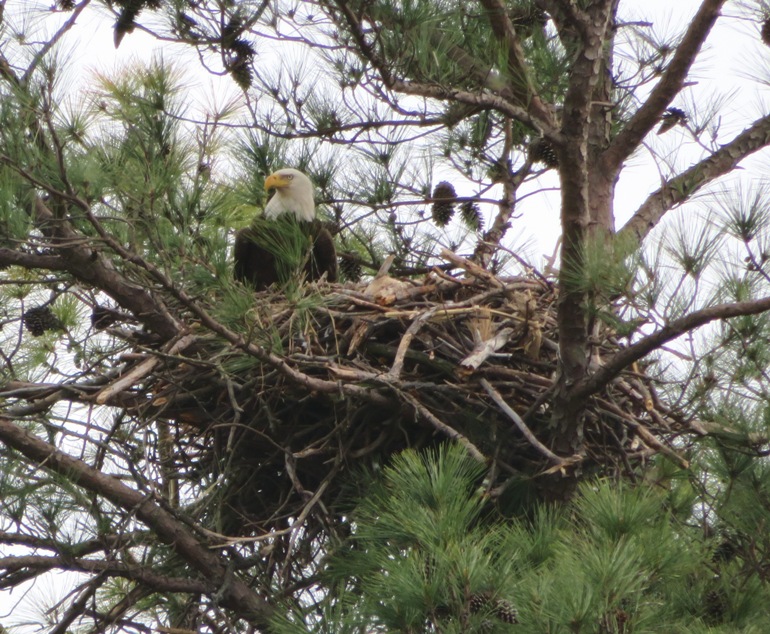 Bald eagle in nest