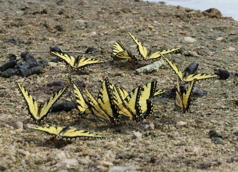 ~11 tiger swallowtail butterflies on ground