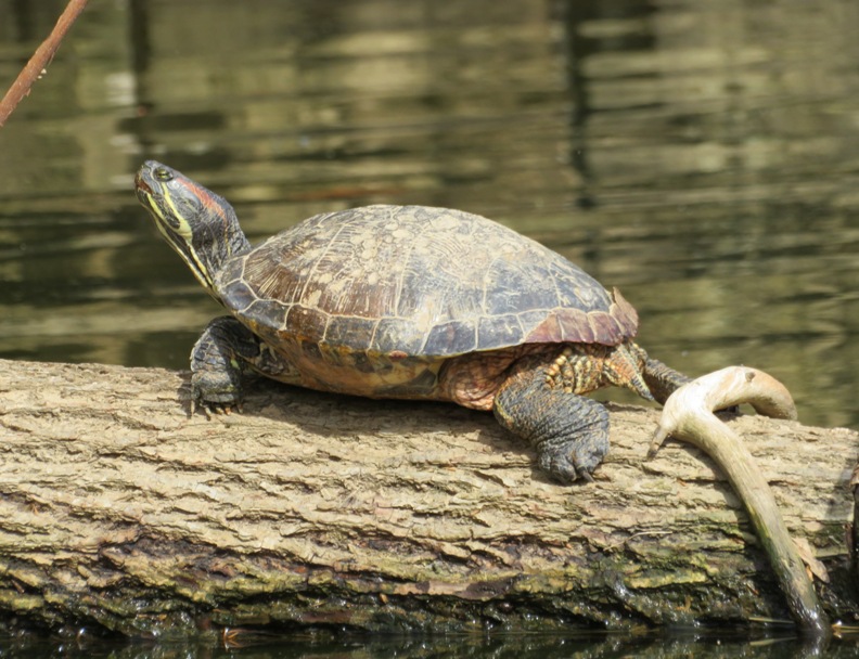 Red-eared slider turtle close-up
