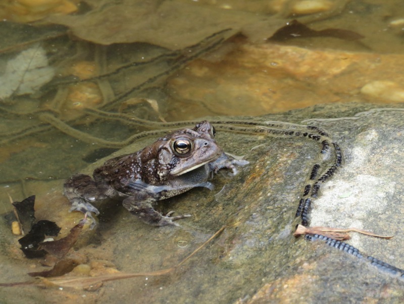Single toad and string of eggs across rock