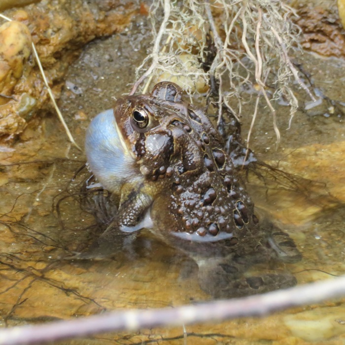 Toad with inflated vocal sac