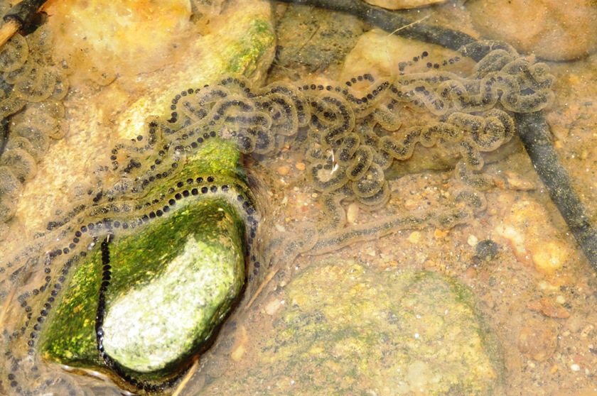 A string of toad eggs in the water