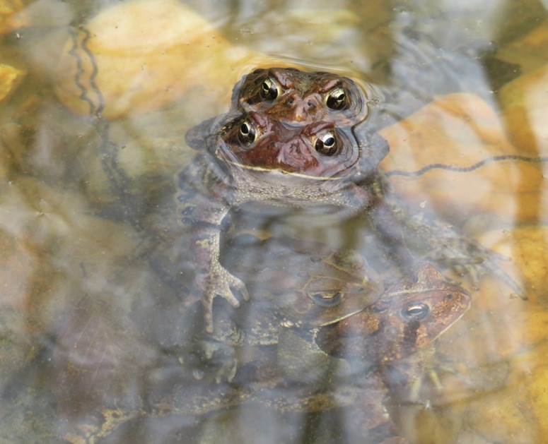 Two toads above water and two below