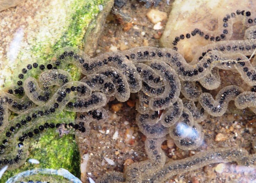 Close-up of eggs