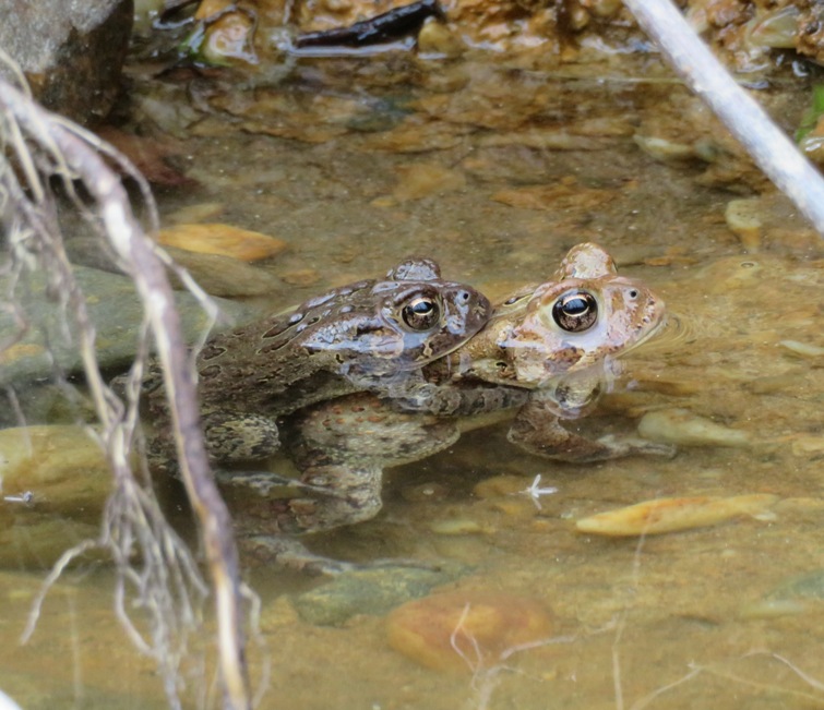 Side view of one toad grasping onto the other