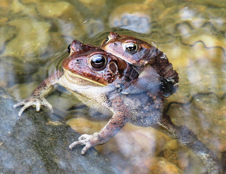 Two toads with one looking like it is giving the other the Heimlich maneuver