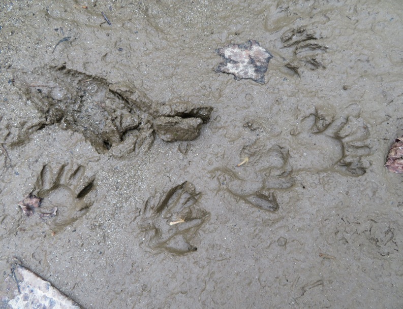 Raccoon footprints in mud