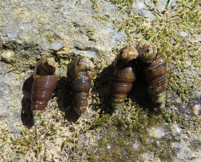 Four conical snail shells on shore