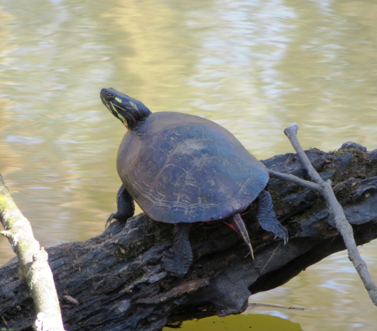 Turtle on log in the shade