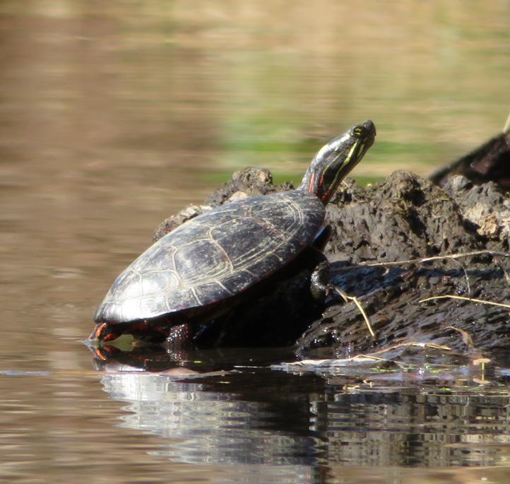 Turtle on log in the sun