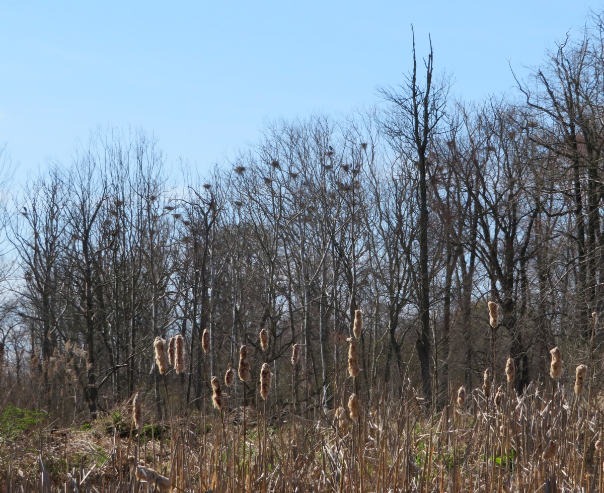 View of rookery without leaves in the trees