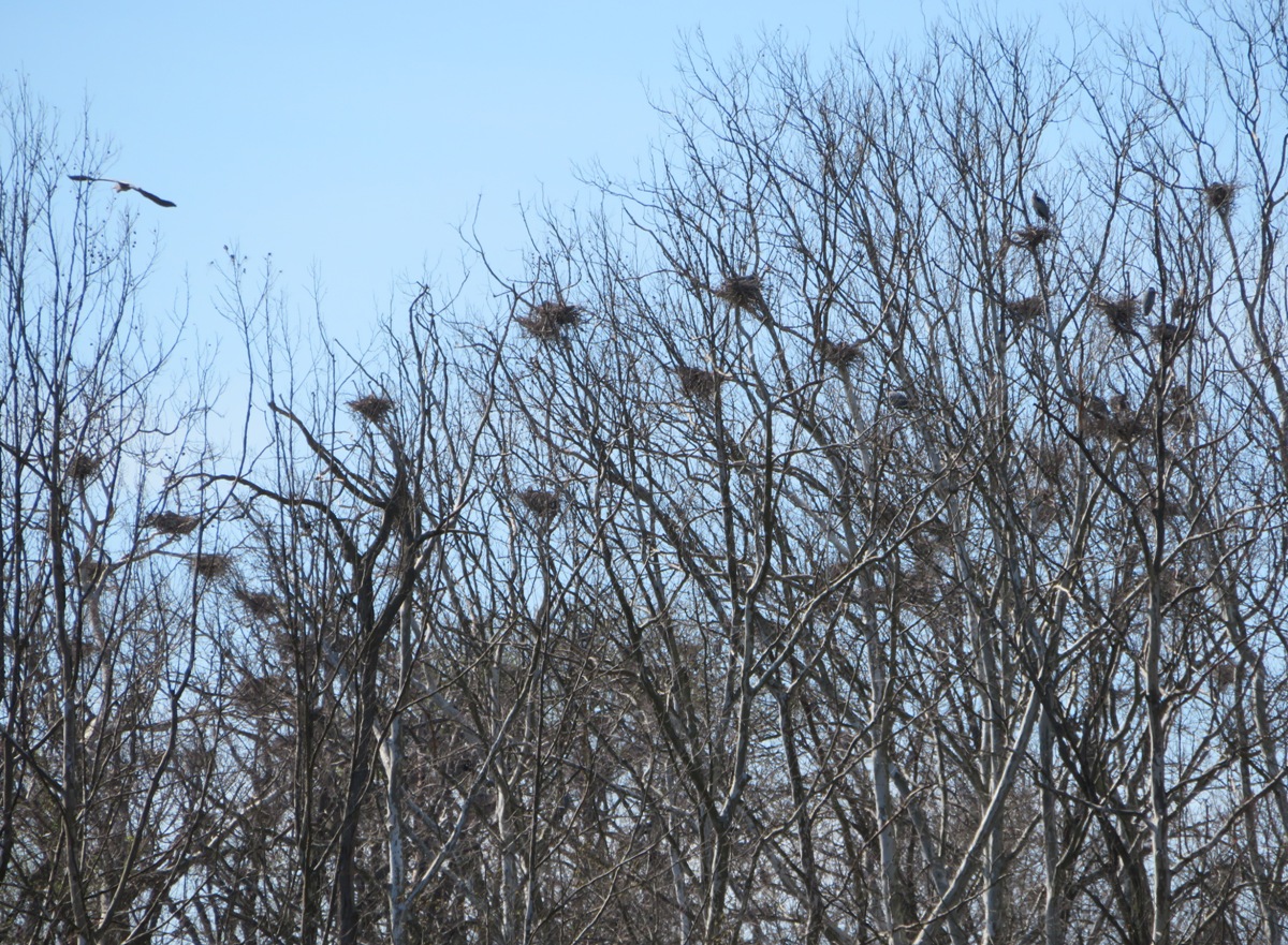 Lots of nests but only about five great blue herons