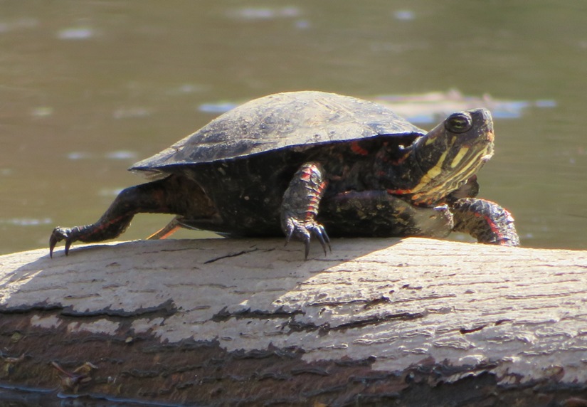 Eastern painted turtle on log