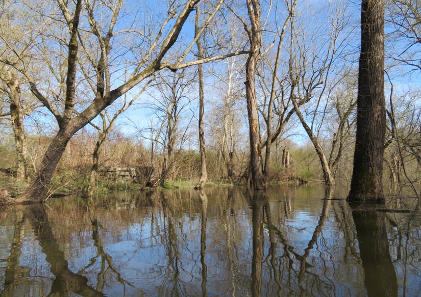 Creek with lots of trees