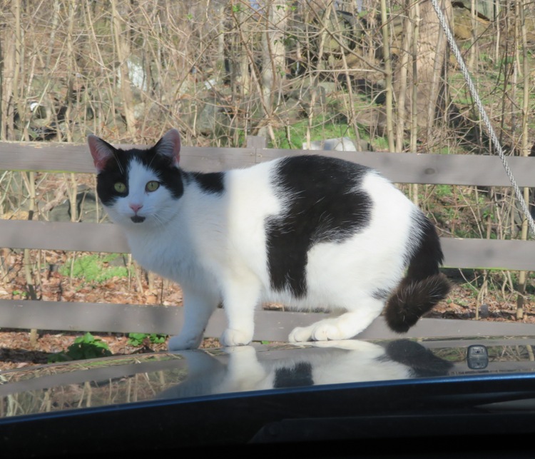 Black and white cat on my car
