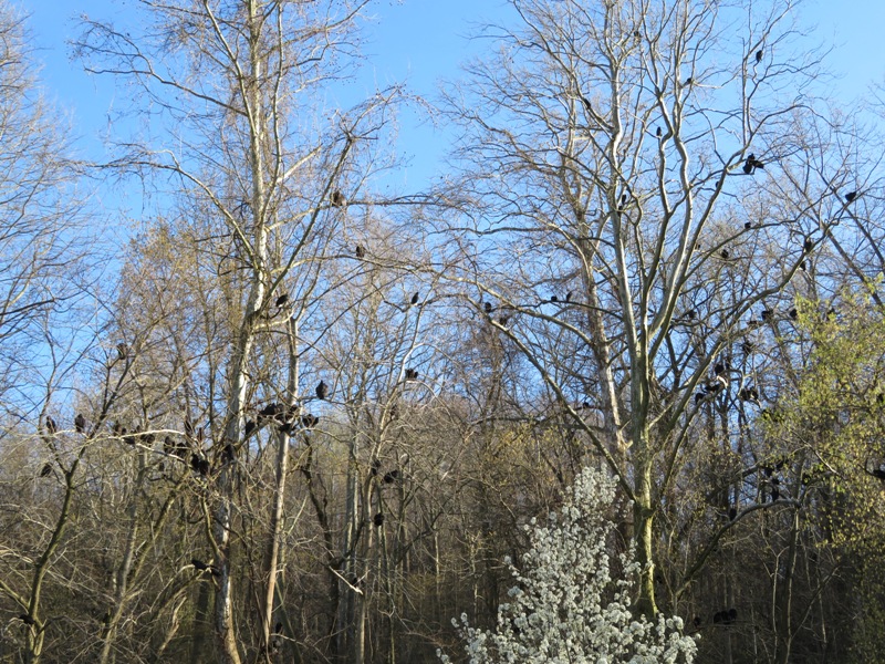 Black vultures in trees