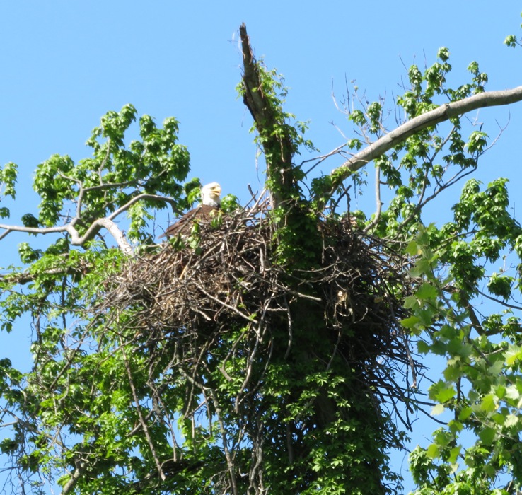 Bald eagle in nest
