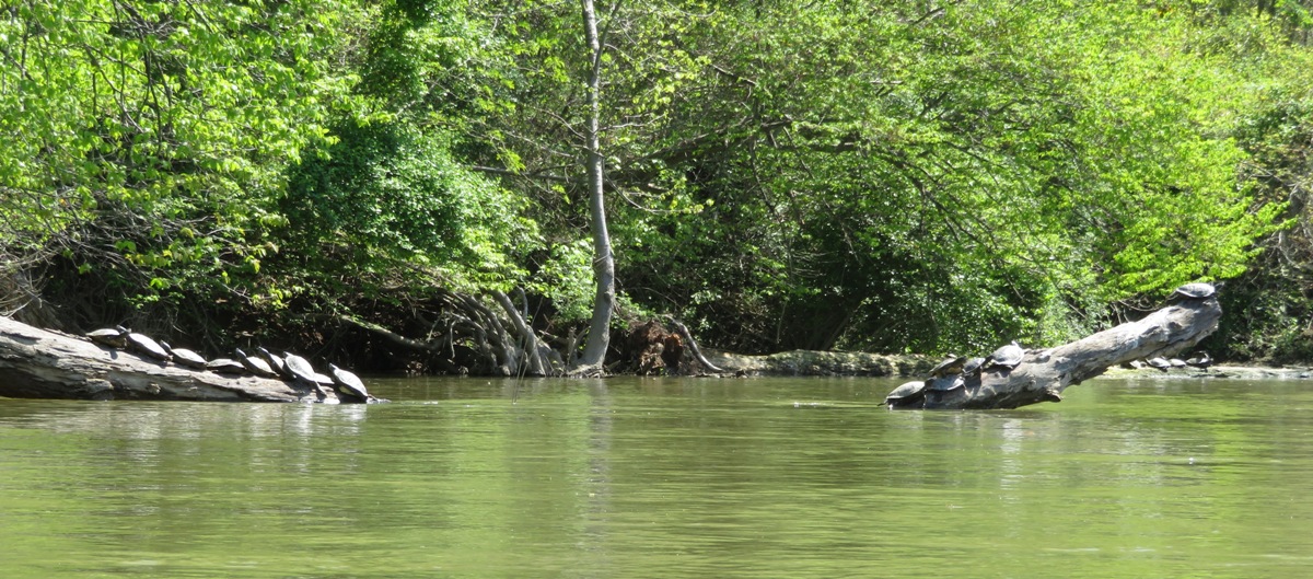 14+ turtles on two logs in the water