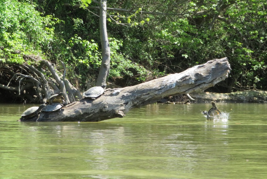 Turtles on log with one diving into the water