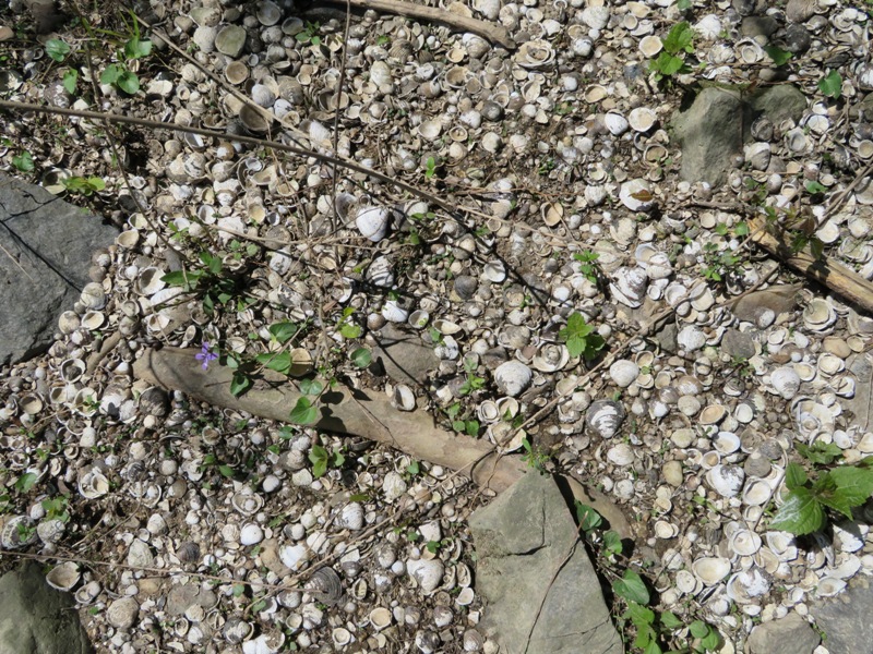 Hundreds of clam shells on the shore
