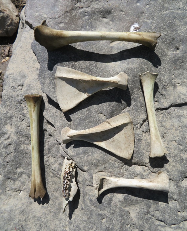 Bones and teeth from animal, perhaps a fox?