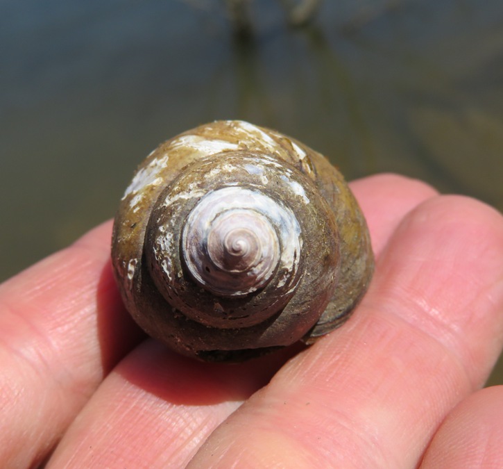 Invasive mystery snail shell on my hand