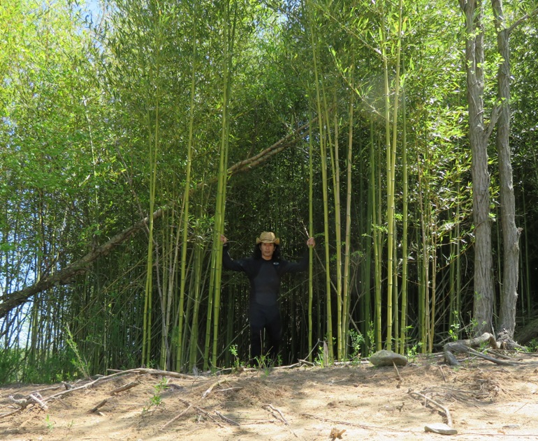 Me standing in a bamboo grove
